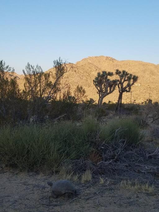 Steph'S Panorama Paradise-Nat'L Park Minutes Away Joshua Tree Exterior photo